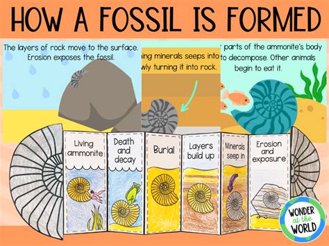 how fossils are formed interactive website